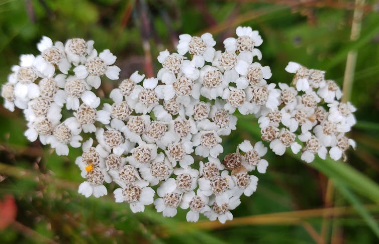 plan serré sur une fleur